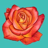 by Ruth Ducker