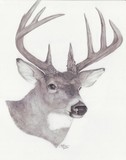 by Tara Fowler
