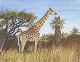 by Sharon Farber