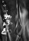 by Bill M