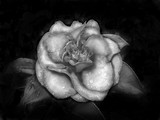 by Amber Rafati