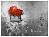 by reza ghasemizarnoosheh