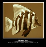 by Murat Kos