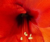 by Lynn Giorgi