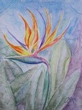 by Patricia Elgee