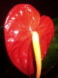 by Prashanth H J