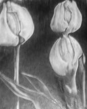 by Elizabeth Bennett