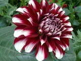 by Vaibhav N