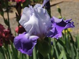 by Janet Dickinson