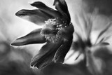 by William Martin