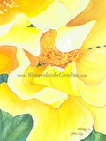 by Caroline Kelly