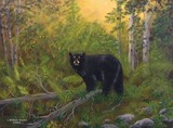 by William Boyer