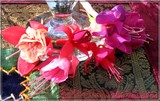 by Nira Dabush