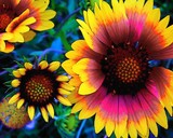 by Patti Jo 
