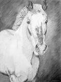 by Wendi Evans