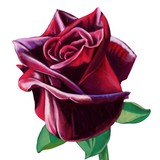 by Ruth Ducker