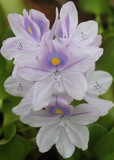 by Elaine Cruickshank