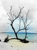 by anirban chandra pal