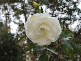 by Janet Dickinson