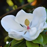 by Marie josé LAURIER