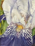 by Cat Shrewsbury