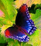 by Elizabeth Teed