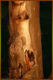 by Nira Dabush
