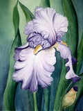 by Tanya Antimirova