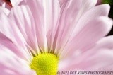 by DEE JOBES PHOTOGRAPHY