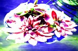 by Tracey Loftis