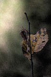 by Adrian Biondi