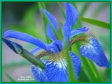 by Heli Aarniranta