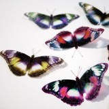by Clear Cut Crafts