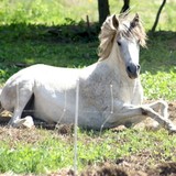 by Morgan Chichester