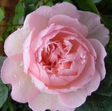 by Linda Appleby