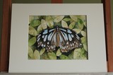 by Lucinda Troester