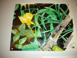 by carol heintz