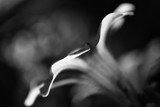 by William Martin