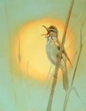 by cliff hawkins