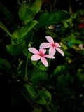 by Sree Ranjitha