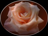 by Donna Sherwood