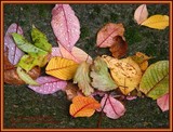 by Heli Aarniranta