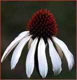 by Vladimir Tchekounov