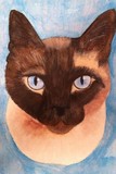 by judie cole