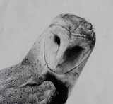 by Angelica Burtley
