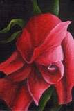 by Debbie Shirley