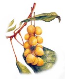 by Anuar Dan