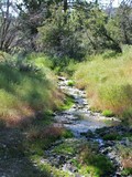 by Debra Kott