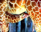 by Michelle Bush
