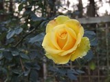 by Janet Dickinson